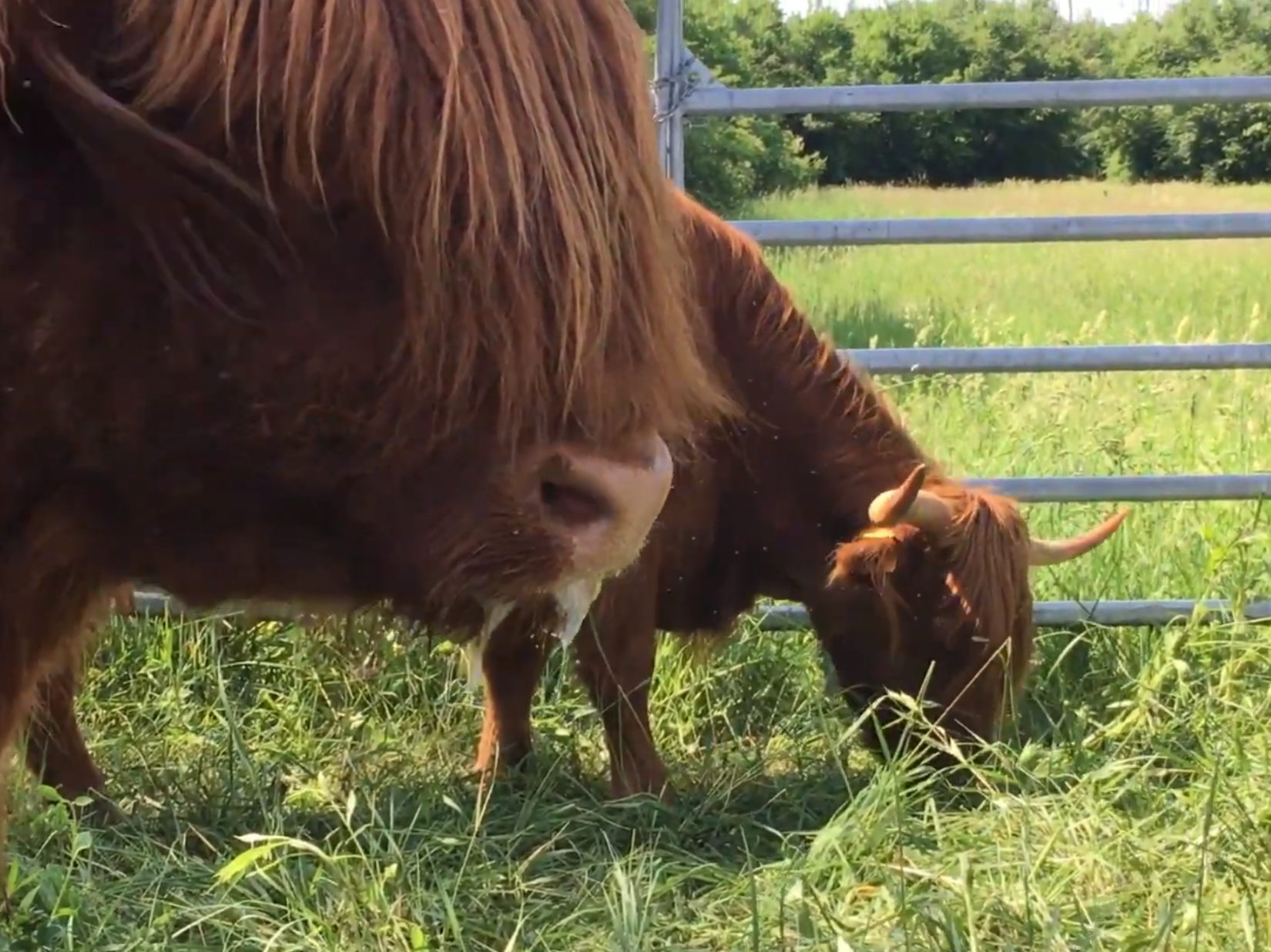 Vaches Highland éco-pâturage Strasbourg